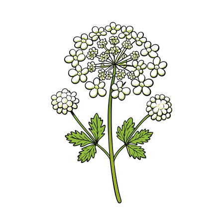 Stylized Cow Parsley Illustration with Stem Leaves and Flowers