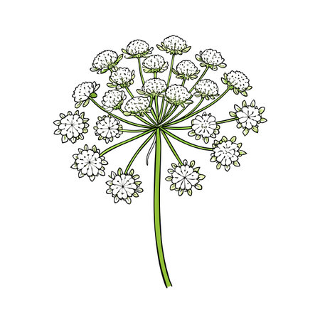 Elegant botanical illustration of Queen Annes Lace flowerのイラスト素材