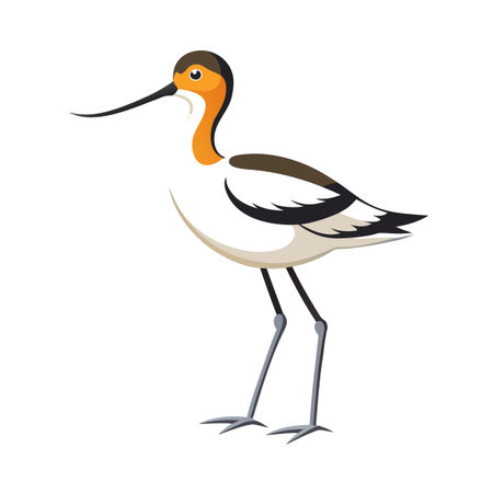 Elegant avocet illustration standing tall with its distinctive curved beak and graceful neckのイラスト素材