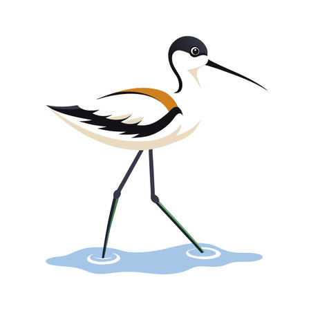 Stylized Illustration of a Black-Necked Stilt Wading Through Water on a White Backgroundのイラスト素材