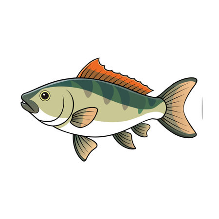 Stylized illustration of a freshwater fish swimming horizontally on a white backgroundのイラスト素材