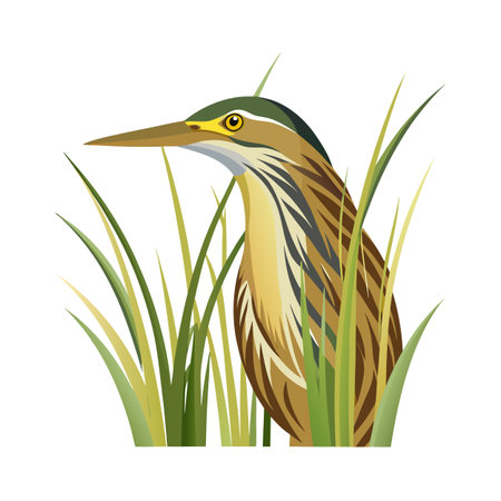 Vector illustration of an American Bittern bird hiding in green reedsのイラスト素材