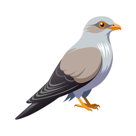 Illustration of a gray-headed kite bird standing alert against a white backgroundのイラスト素材