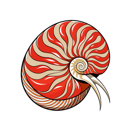 Illustrated Nautilus Shell with Spiraling Pattern and Tentacles on White Backgroundのイラスト素材