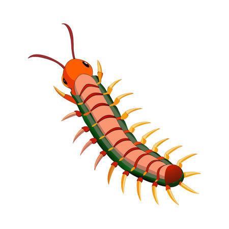 Cartoon centipede illustration with orange head and body on white backgroundのイラスト素材