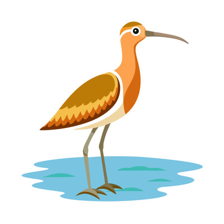 Elegant shorebird wading in calm waters; flat vector illustration isolated on whiteのイラスト素材