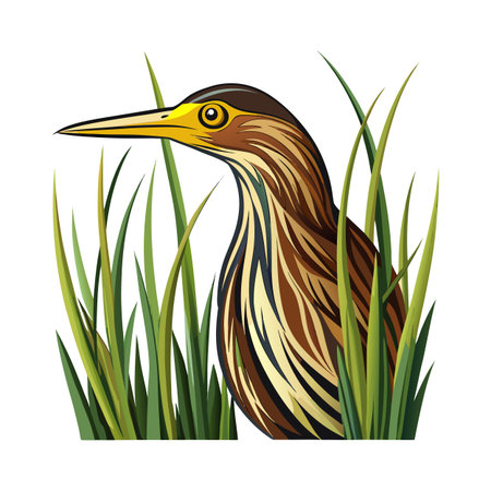 Illustrated American Bittern hiding in green grass, isolated vector graphic designのイラスト素材