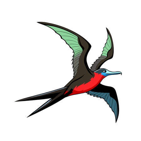 Magnificent Frigatebird Soaring: A vector illustration of a frigatebird in flight.のイラスト素材