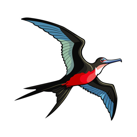 Magnificent Frigatebird in Flight Illustration with Angular Wings on a White Backgroundのイラスト素材