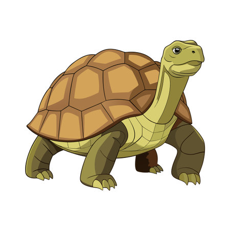 Cartoon tortoise illustration with detailed shell, standing isolated on white backgroundのイラスト素材