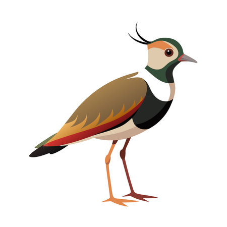 Elegant Lapwing Illustration: A detailed vector image of a lapwing bird in profileのイラスト素材