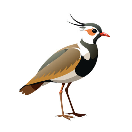 Detailed illustration of a Northern Lapwing bird with vector art styleのイラスト素材