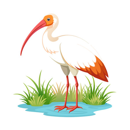 Illustration of white ibis bird wading in shallow water with green grassのイラスト素材