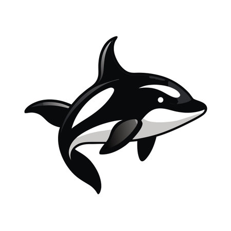 Cartoon orca whale illustration swimming, isolated on white background, vector artのイラスト素材