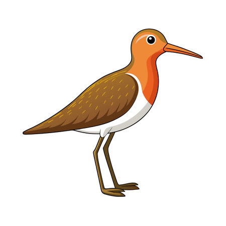 Cartoon illustration of a colorful Sandpiper bird with a long thin beakのイラスト素材