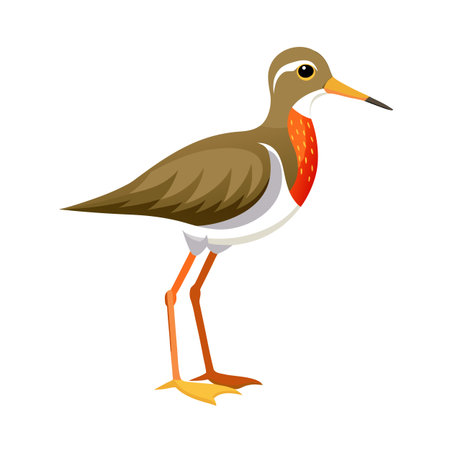 Stylized vector illustration of a sandpiper bird standing on a white backgroundのイラスト素材