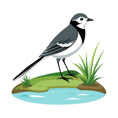 Wagtail Bird Perched on a Green Patch Near Water Illustrationのイラスト素材