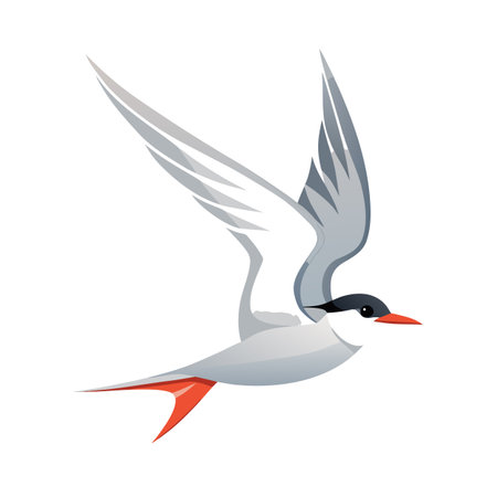 Stylized vector image of a common tern bird in flight on white backgroundのイラスト素材