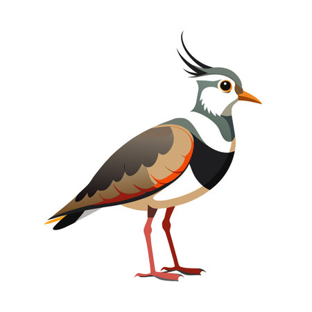 Stylized vector image of a Northern Lapwing with elegant plumage detailsのイラスト素材