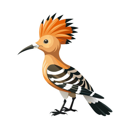 Colorful cartoon hoopoe bird with distinctive crown, illustration on white backgroundのイラスト素材