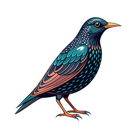 Illustrated European starling bird displaying distinctive plumage against a white backgroundのイラスト素材