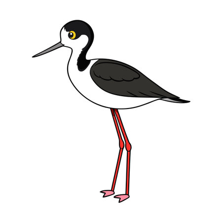 Cartoon Black-Necked Stilt Illustration with Long Legs on White Backgroundのイラスト素材