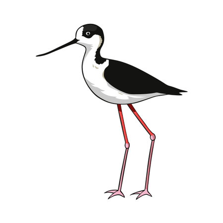 Illustration of a Black Necked Stilt Bird with Long Pink Legsのイラスト素材