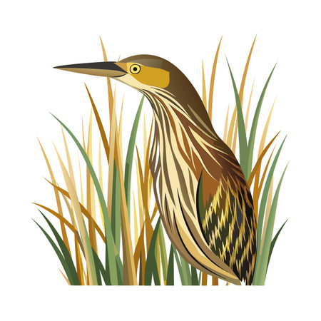 American Bittern bird standing among tall grass vector illustration for nature designsのイラスト素材