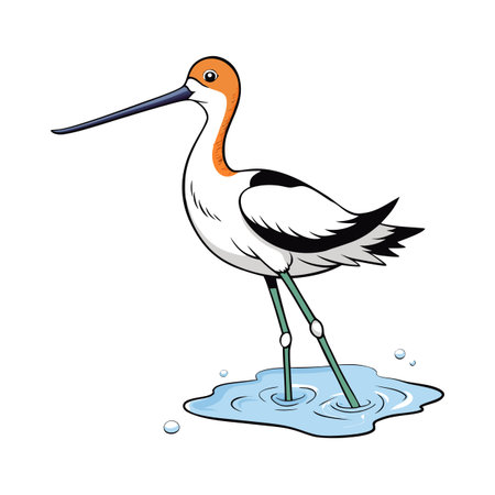 Cartoon American Avocet wading in shallow water puddle with ripple effectのイラスト素材