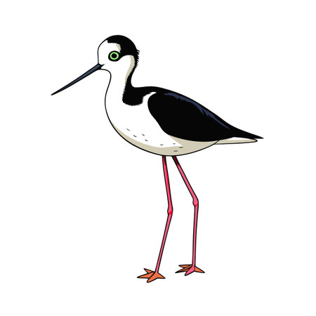 Cartoon illustration of a black necked stilt bird with long pink legsのイラスト素材