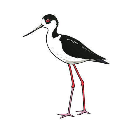 Cartoon illustration of a black-necked stilt with long legs on white backgroundのイラスト素材