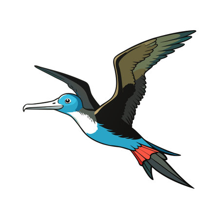 Frigatebird soaring with open wings in a cartoon style illustration on white backgroundのイラスト素材
