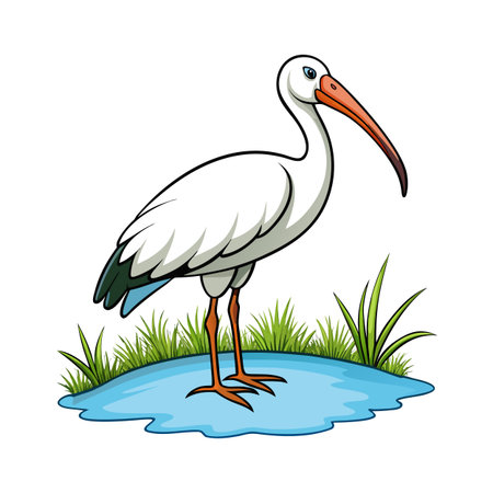 Cartoon illustration of an American white ibis standing in shallow waterのイラスト素材