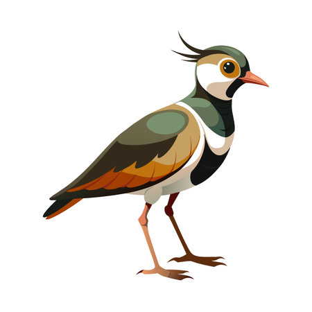 Stylish vector illustration of a Northern Lapwing with elegant plumage details on whiteのイラスト素材