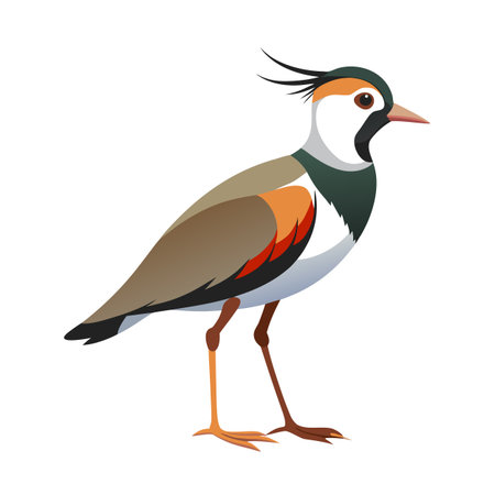 Illustration of a colorful Northern Lapwing bird with distinctive crest and plumageのイラスト素材