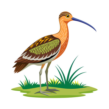 Whimsical illustration of a shorebird with a long beak standing in grassのイラスト素材