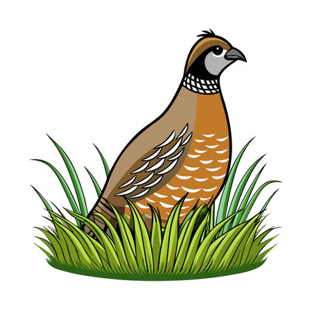 Stylized illustration of a California Quail nestled among green grass on white backgroundのイラスト素材