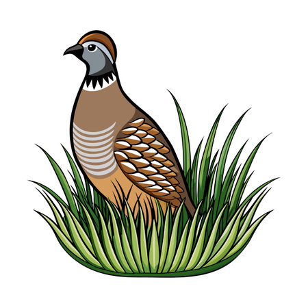 Cartoon Partidge Bird Illustration Standing in Green Grass on White Backgroundのイラスト素材