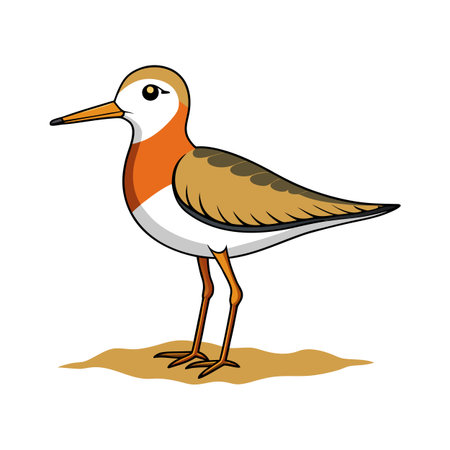 Illustration of a cute ruddy turnstone bird standing on a ground patchのイラスト素材