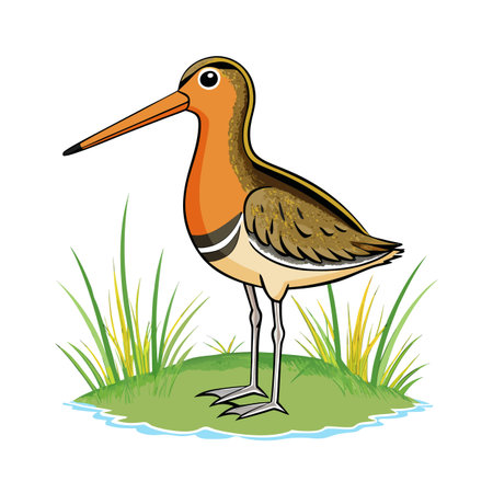 Cartoon illustration of a stylized godwit bird standing on a grassy patchのイラスト素材