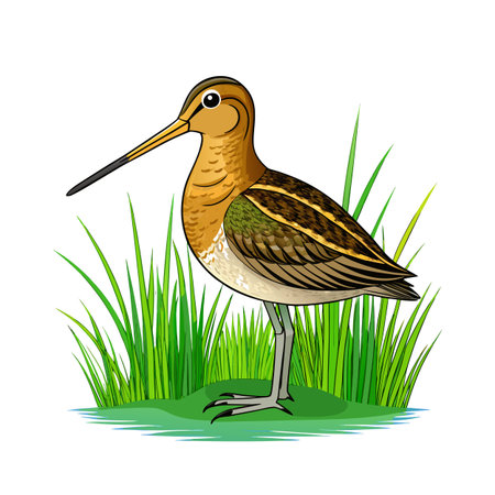 Illustration of a colorful sandpiper standing in green grass with a long billのイラスト素材