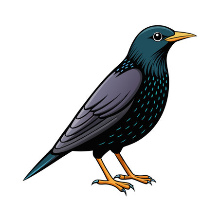 Illustration of a European Starling bird standing isolated on a white backgroundのイラスト素材