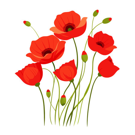 Vibrant Red Poppy Flower Bouquet on White Backgroundのイラスト素材
