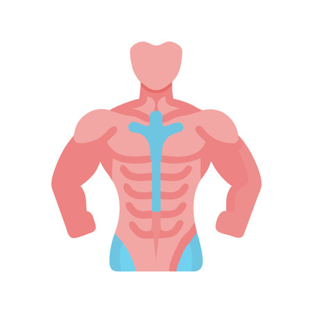 Stylized flat vector illustration of human muscular system against black background.のイラスト素材