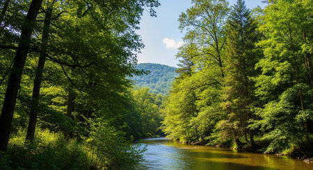 River in the forest. Beautiful summer landscape with river and trees.の写真素材