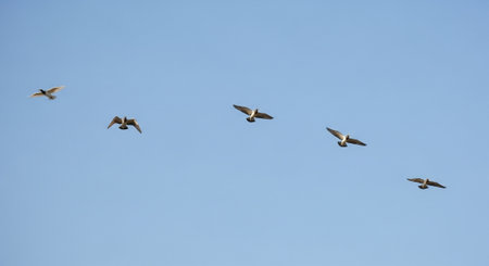 flock of pigeons flying in the blue sky, nature series