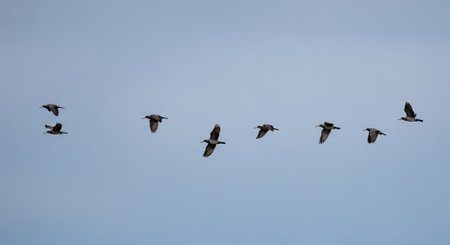 flock of pelicans flying in the blue sky, nature series