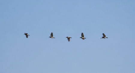 A flock of Canada geese flying in a blue sky in winterの写真素材