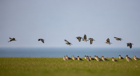 a flock of black-tailed godwit (Limosa limosa) in flightの写真素材