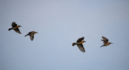 Northern Wigeon (Anas acuta) in flight.